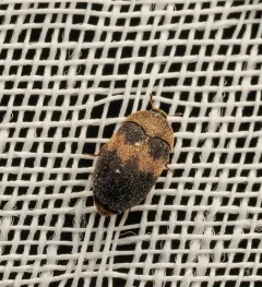 Banded Black Carpet Beetle thumbnail 1