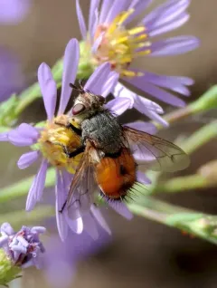 Peleteria rubescens thumbnail 2