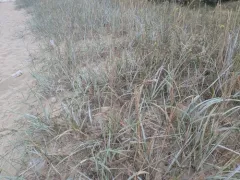 lyme grass thumbnail 3