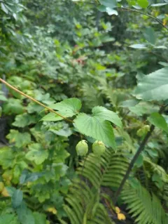 american hops thumbnail 2