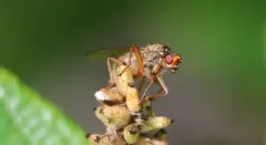 Scathophaga aldrichi thumbnail 2