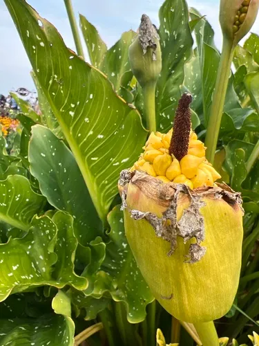 Palestine arum