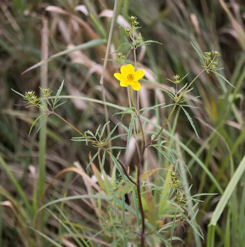 Marsh Tickseed