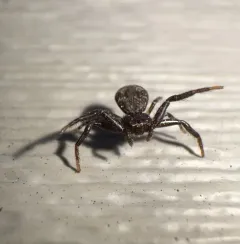 Brown-legged Crab Spider thumbnail 2
