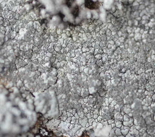 Boulder Lichen