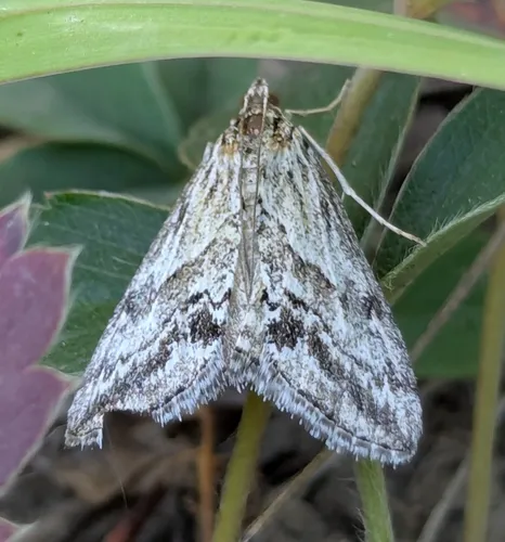 Evergestis simulatilis