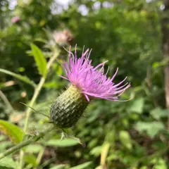 Tall Thistle thumbnail 4