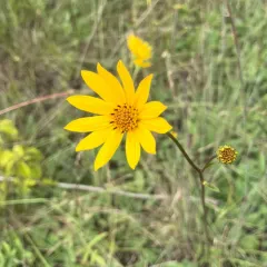 fewleaf sunflower thumbnail 4