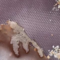 Hairy Sea-mat thumbnail 2