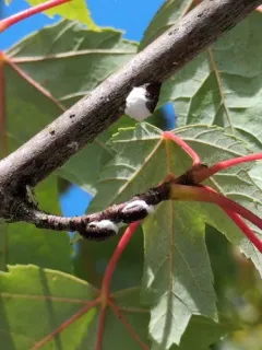 Cottony Maple Scale thumbnail 4