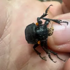 Black Burying Beetle thumbnail 2