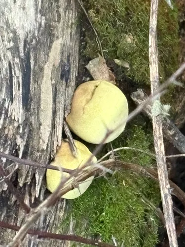 Entonaema liquescens