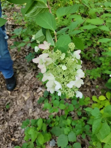 Panicle Hydrangea