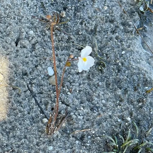 Slender Arrowhead