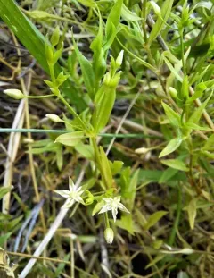 Boreal starwort thumbnail 1