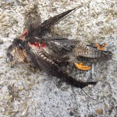 Peregrine Falcon thumbnail 2