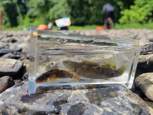 Tippecanoe Darter