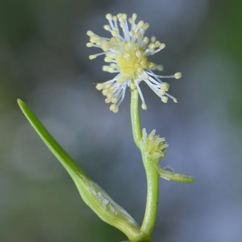 Small Bur-reed