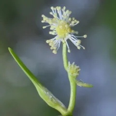 Small Bur-reed thumbnail 1