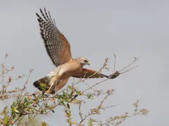 Red-shouldered Hawk thumbnail 6