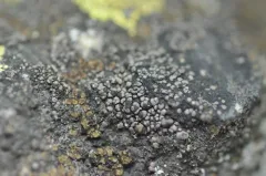 Rhizocarpon badioatrum thumbnail 2