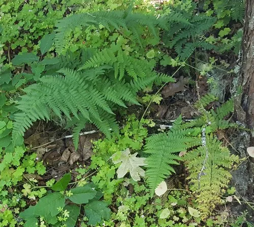 coastal woodfern