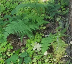 coastal woodfern thumbnail 1