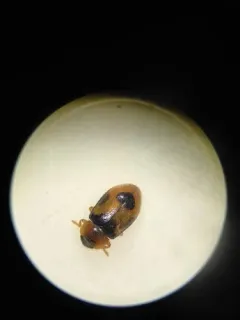 Snow Lady Beetle thumbnail 1