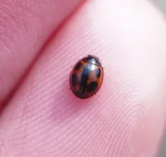 Winter Lady Beetle thumbnail 4
