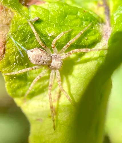 Turf Running Spider