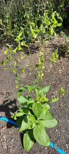 ornamental tobacco