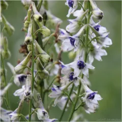 Subalpine Larkspur thumbnail 2