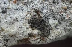 Lambiella insularis thumbnail 4