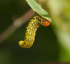 Birch Sawfly thumbnail 2