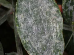 Erysiphe lathyricola thumbnail 3