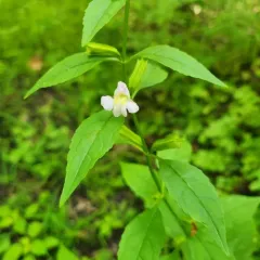 sharpwing monkeyflower thumbnail 1