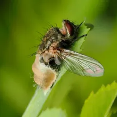 Entomophthora muscae thumbnail 4
