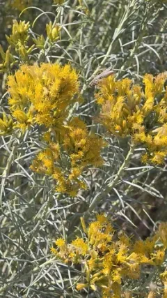 Western Sagebrush Grasshopper thumbnail 1
