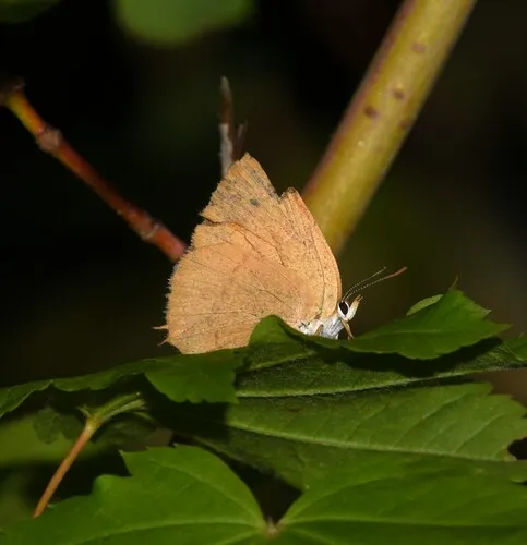 Golden Hairstreak