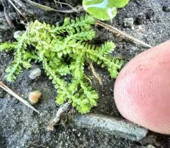 meadow spikemoss thumbnail 3