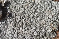 Cracked Granite Crater thumbnail 1