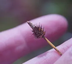 capitate sedge thumbnail 2