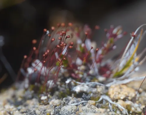 Short-tooth Hump Moss