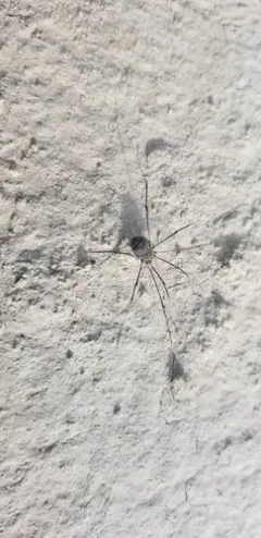 Trachyrhinus favosus thumbnail 2