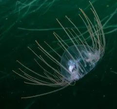 Curtained Jelly thumbnail 2