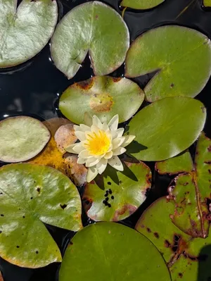 American white waterlily