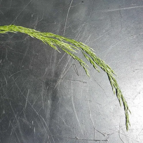 Hall's bentgrass