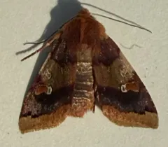 Agrochola pulchella thumbnail 1