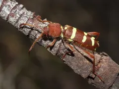 Neoclytus balteatus thumbnail 2
