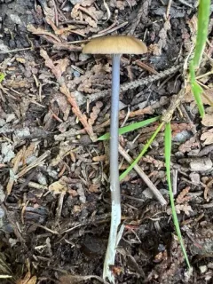 roughened pinkgill thumbnail 2